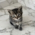 Oyuncu kucak seven akıllı evcil kedi çok acil fotoğraf