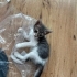 1 Aylık Gri Dişi Kedi fotoğraf