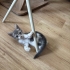1 Aylık Gri Dişi Kedi fotoğraf