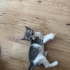 1 Aylık Gri Dişi Kedi fotoğraf