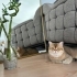 Sakin uysal aşıları tam kısır çipli bir kedi fotoğraf
