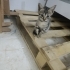 4 yavru kedi ve anne fotoğraf