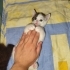 Çitlembik kızımız yuva arıyor fotoğraf
