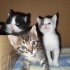 Minik Tekir Oğluşa Yuva fotoğraf
