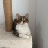 ACİL ANKARA YUVA fotoğraf