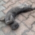 Sokakta bir Scottish Fold fotoğraf