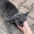 Sokakta bir Scottish Fold fotoğraf