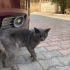 Sokakta bir Scottish Fold fotoğraf