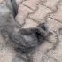 Sokakta bir Scottish Fold fotoğraf