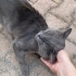 Sokakta bir Scottish Fold fotoğraf