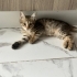 2 aylık uysal bebek tekir fotoğraf
