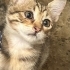 2 aylık uysal bebek tekir fotoğraf