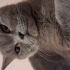 British Shorthair fotoğraf