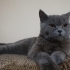 British Shorthair fotoğraf