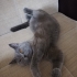 British Shorthair fotoğraf