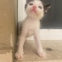 ACİL YUVA - İZMİR fotoğraf