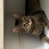 KISIR UYSAL SEVECEN EV KEDİSİ fotoğraf