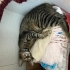 KISIR UYSAL SEVECEN EV KEDİSİ fotoğraf