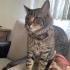 KISIR AŞIRI SEVECEN, SEVGİ YUMAĞI EV KEDİSİ fotoğraf