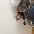 KISIR AŞIRI SEVECEN, SEVGİ YUMAĞI EV KEDİSİ fotoğraf