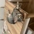 KISIR AŞIRI SEVECEN, SEVGİ YUMAĞI EV KEDİSİ fotoğraf