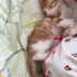 Bu yakısıklı sarman bebege acil yuva fotoğraf
