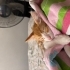 Bu yakısıklı sarman bebege acil yuva fotoğraf