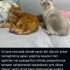 Ücretsiz sahiplendirme fotoğraf