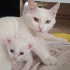 Çok oyuncu ve çok sevindim fotoğraf