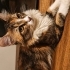 ACİL YUVA EV KEDİSİ DIŞARIDA YAPAMAZ fotoğraf