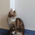 ACİL YUVA EV KEDİSİ DIŞARIDA YAPAMAZ fotoğraf