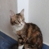 ACİL YUVA EV KEDİSİ DIŞARIDA YAPAMAZ fotoğraf