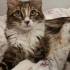 ACİL YUVA EV KEDİSİ DIŞARIDA YAPAMAZ fotoğraf