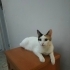 Babam dışarı bırakmak istiyor ben en azından güzel bi yuvası olmasını istiyorum fotoğraf