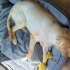 Acil ücretsiz sahiplendirme fotoğraf