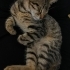 🐾 Bu tatlı kızın bir yuvaya ihtiyacı var! fotoğraf