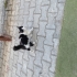 Oyuncu ve çok uysal fotoğraf
