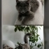 ACİL !! SOKAĞA GERİ DÖNMESİN, ÖMÜRLÜK YUVA ARANIYOR fotoğraf