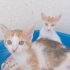 Acil yuva bekleyen bir aile fotoğraf