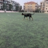 Ücretsiz sahiplendirme fotoğraf