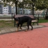 Ücretsiz sahiplendirme fotoğraf