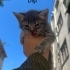 1.5 aylık 4 Yavru kediye yuva fotoğraf