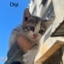 1.5 aylık 4 Yavru kediye yuva fotoğraf