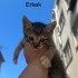 1.5 aylık 4 Yavru kediye yuva fotoğraf