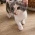 ŞANS KEDİSİ BENEK ACİL YUVA ARIYOR! fotoğraf