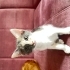 ŞANS KEDİSİ BENEK ACİL YUVA ARIYOR! fotoğraf