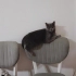 British 1.5 yaş dişi kısır kedi fotoğraf