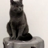 British 1.5 yaş dişi kısır kedi fotoğraf