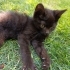 Çok cana yakın dişi kedi fotoğraf