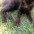 Çok cana yakın dişi kedi fotoğraf